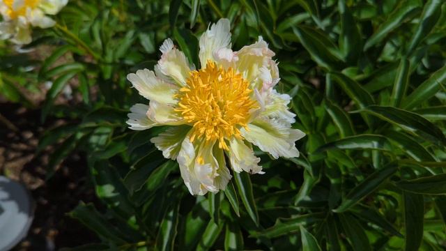 2022 Bloom Season - Green Lotus (Klehm, R.G. 1995) смотреть онлайн