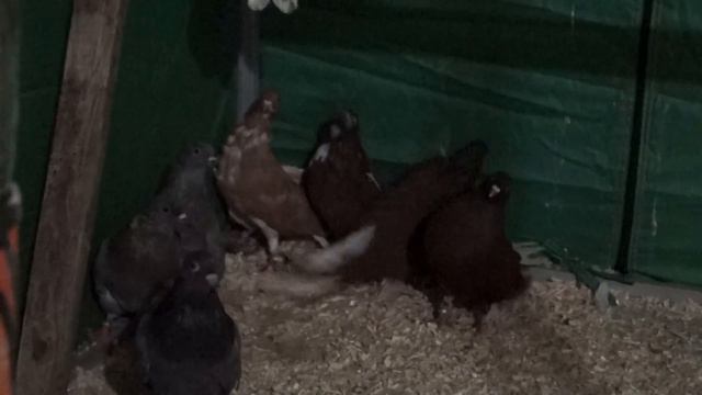 ЯРМАРКА ГОЛУБЕЙ.СТУПИНО.25.09.21.#николаевские#бабочки#бескружные#праздник#голуби смотреть онлайн