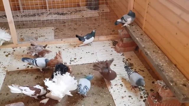 как называется эта порода голубей ? смотреть онлайн