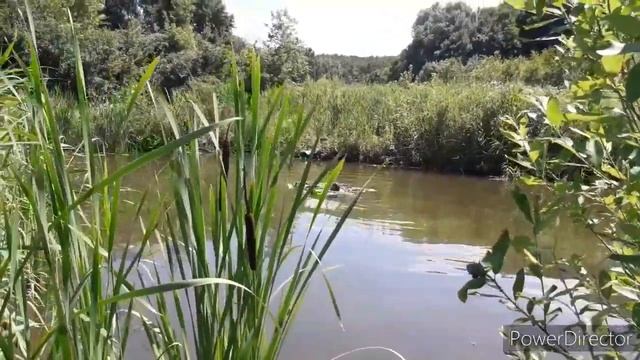 Кувшинка в природном водоеме. Пересадка нимфеи из открытого грунта. смотреть онлайн