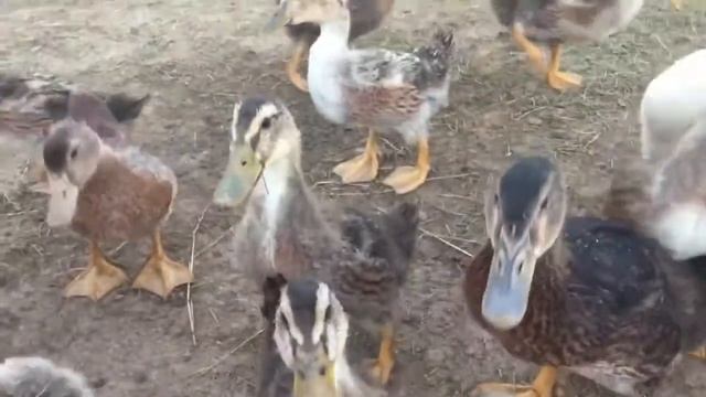 Башкирская утка смотреть онлайн