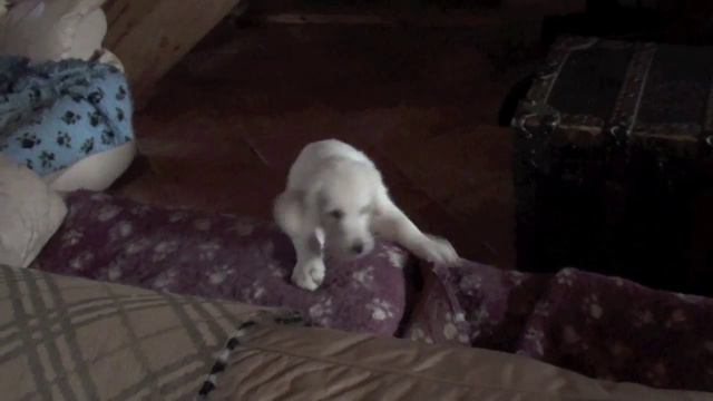 Golden retriever puppies attacking sofa/Щенки ретривера атакуют диван смотреть онлайн