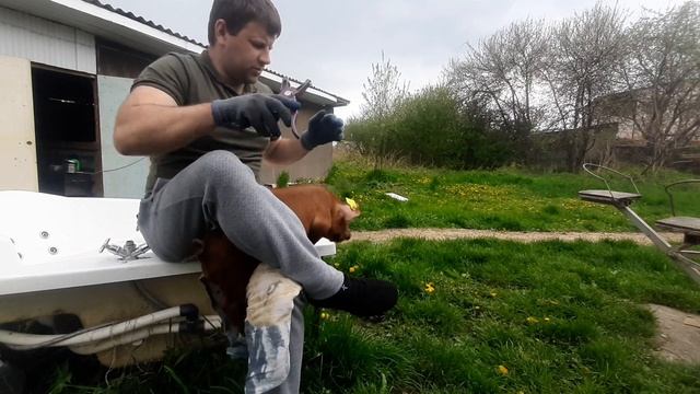 ✅Парик за год вырос как высосанная свиноматка,привожу Шустрого в порядок‼ смотреть онлайн