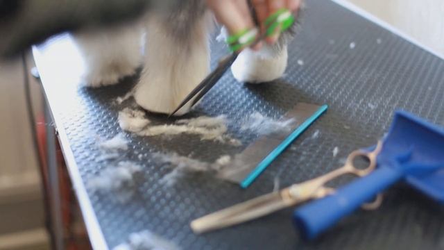 Стрижка лап у бивер йорка.