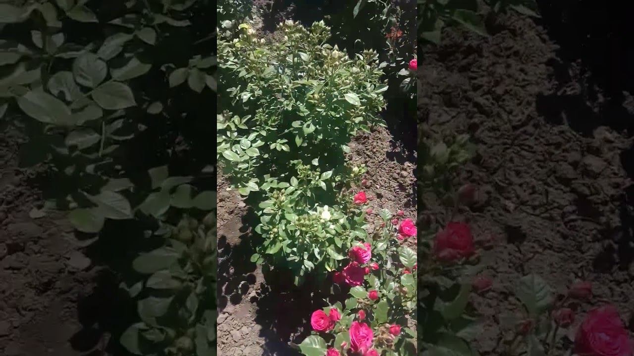 @rose_bushes161 смотреть онлайн