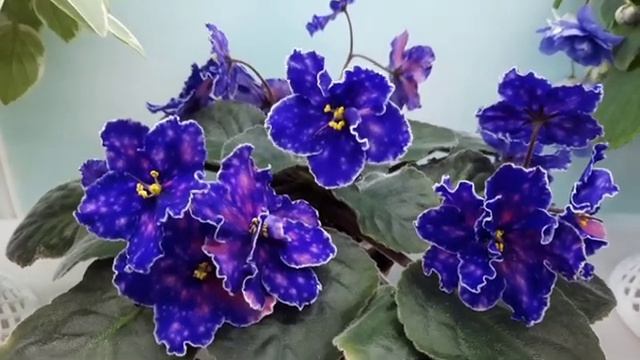 Цветение моих фиалок 7 марта 2023г. Обзорчики сортов! смотреть онлайн