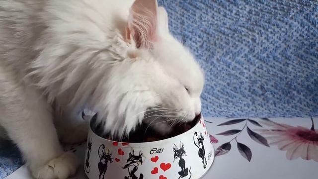Корм Деревенские лакомства - скорость поедания котом:) смотреть онлайн