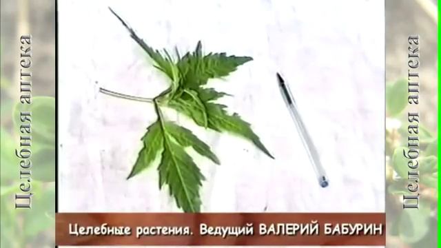 Смородина чёрная смотреть онлайн