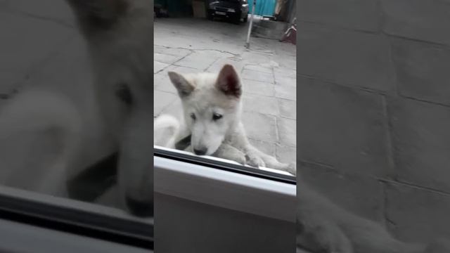 Тахмина няшка Щенок Самаетская лайка смотреть онлайн
