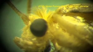 Как Вредит Платяная Моль в Квартире? Как Узнать Платяную Моль? Смотрим Моль под Микроскопом!