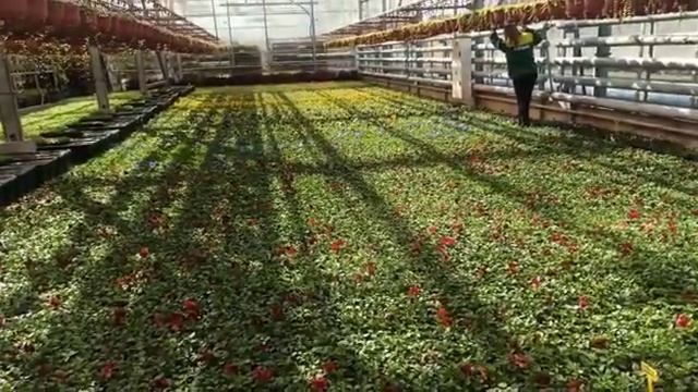 Виола, Анютины глазки, фиалка Витрокка смотреть онлайн