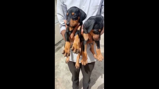 Beagle Doberman saibarean husky puppy pets zoo top quality смотреть онлайн