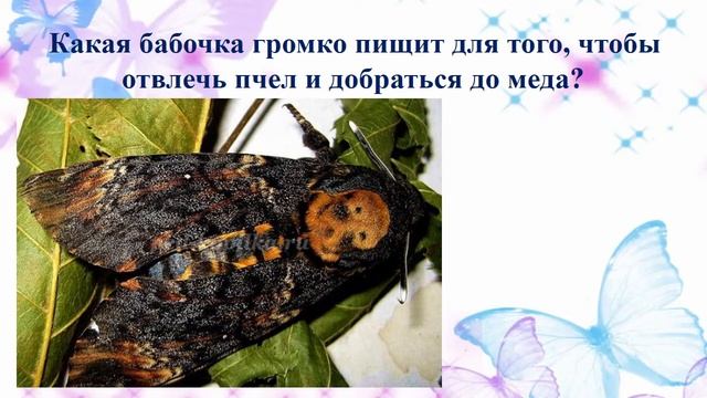 Удивительный мир бабочек смотреть онлайн