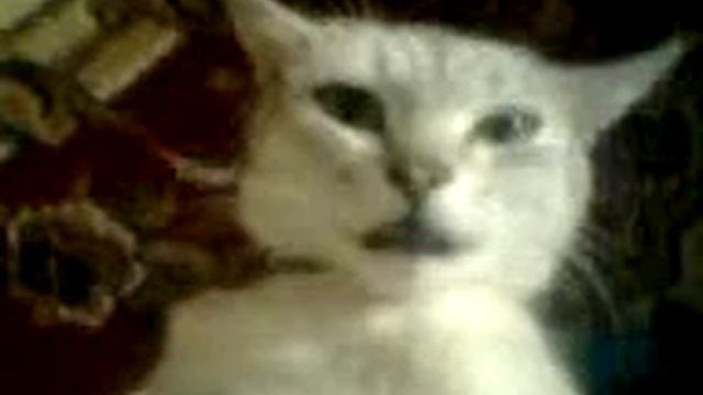 Интерв'ю у кошки.