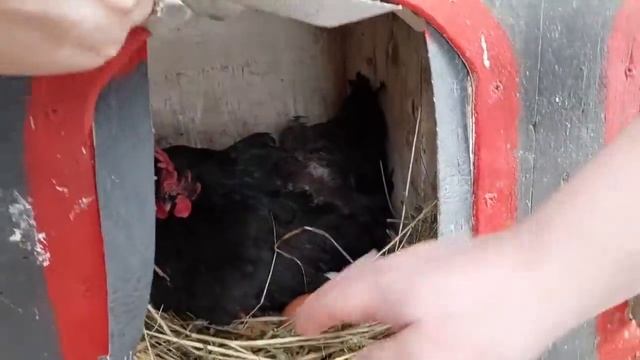 ВЕДРО ЯИЦ ЗА ПОЛ ДНЯ! КУРЫ СОШЛИ С УМА! КУДА СТОЛЬКО ЯИЦ! смотреть онлайн