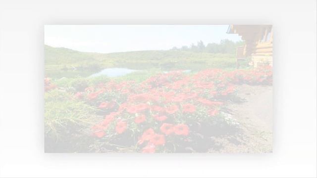 Петунии в ландшафтном дизайне  105 красивых идей