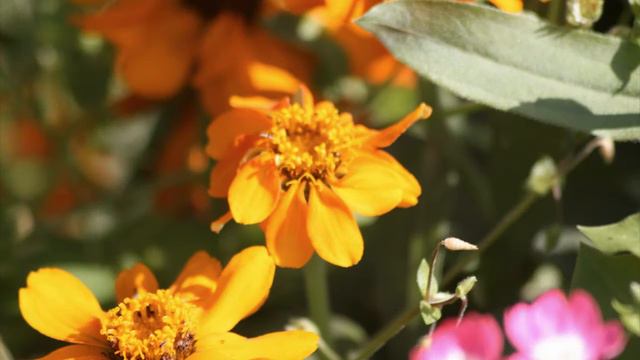 Beautiful Flowers,красивые цветы (part1)