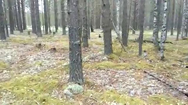 Ложный камус для дураков смотреть онлайн