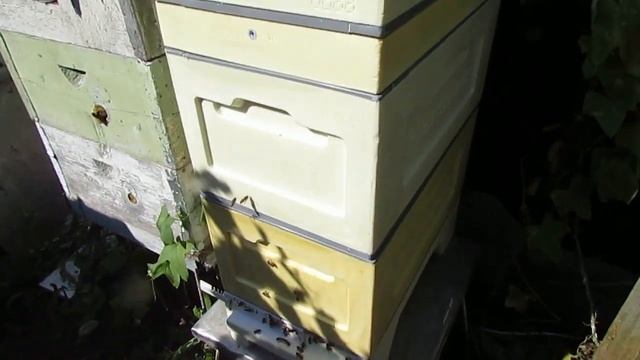 пересаживаю пчел в 6 рамочный улей биненхаус ( bienenhaus ), на два корпуса , для зимовки на воле смотреть онлайн