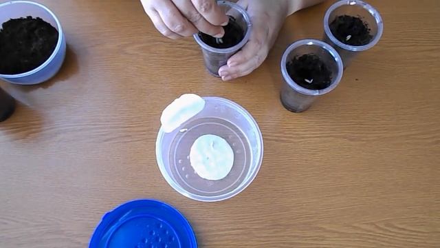 Проросли семена второго сорта огурцов для балконов и подоконников смотреть онлайн