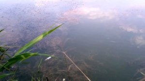 Донная коса (грабли) для очистки от водорослей на рыбалке, испытания, чертежи