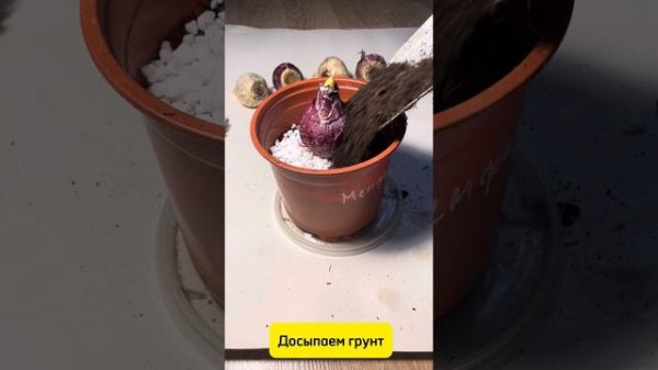 Как вырастить гиацинты из луковиц