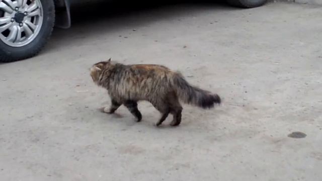 Кот прячется от собаки смотреть онлайн