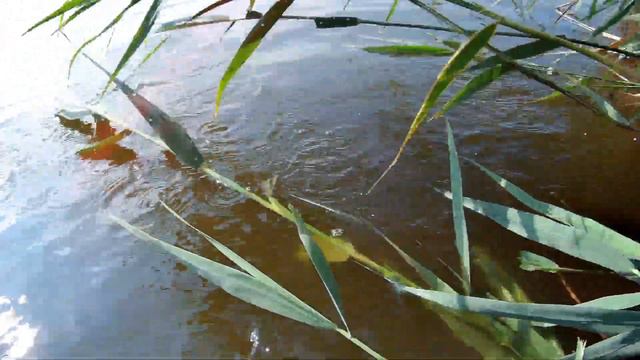 Джиг спиннинг в заброд,пытаемся поймать судака но бывают и такие нежданные гости.12.06.21г смотреть онлайн