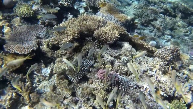 ЕГИПЕТ| Рыбы Красного моря. Барабуля/Султанка/ Mullidae смотреть онлайн