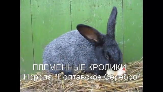 # ПЛЕМЕННЫЕ КРОЛИКИ "ПОЛТАВСКОЕ СЕРЕБРО" # смотреть онлайн
