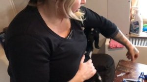 Козлятам 2 дня ставим Седимин и Элеовит! Железо и витамины козлятам!