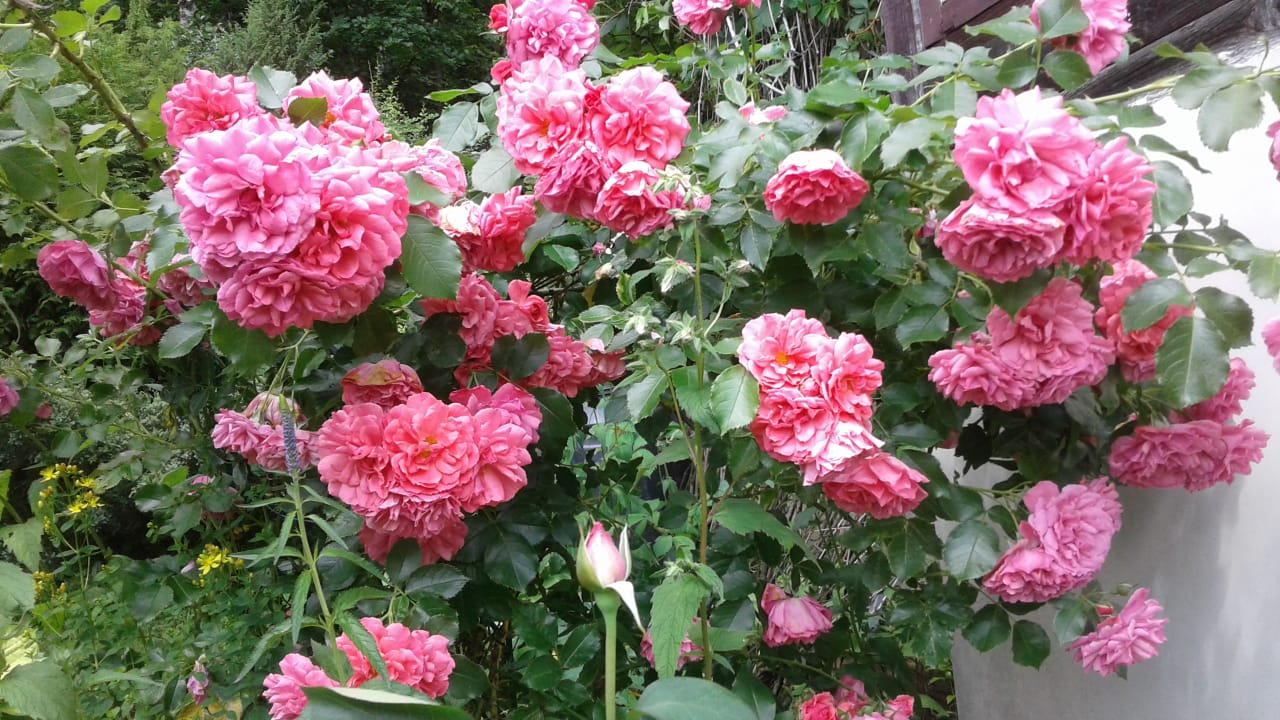 СУПЕР САЖЕНЦЫ РОЗ! ИЗ ПИТОМНИКА смотреть онлайн