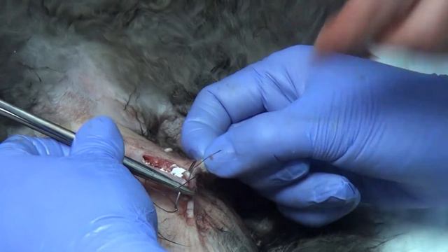 История районной ветстанции Рук Злобина НН 2020 смотреть онлайн