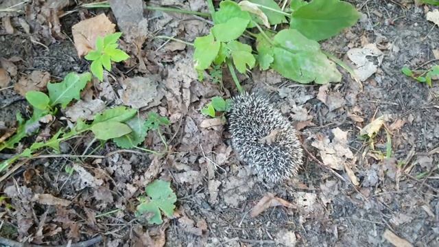 Выпускаем найденного ёжика в лес смотреть онлайн