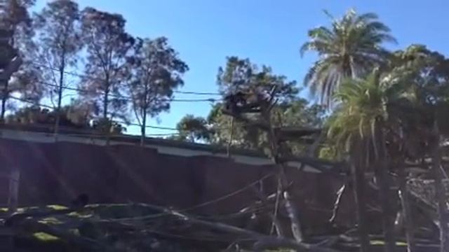 Taronga Zoo - приматы 2 смотреть онлайн