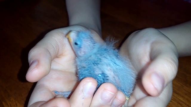 Тихие и негрызущие антивандальные попугайчики смотреть онлайн