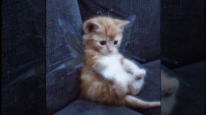 Король и шут - Ведьма и осел (speed up)