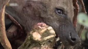 5 Животных с однополыми отношениями