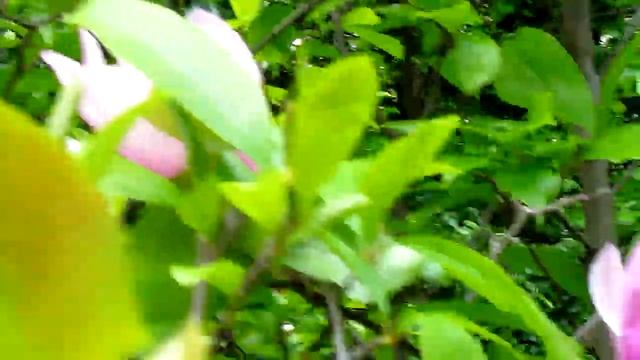 Розовые каштаны, магнолия и встреча с... красавцем Хищником!) смотреть онлайн