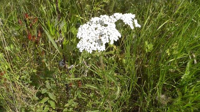Тысячелистник обыкновенный видео. Лесные зарисовки смотреть онлайн