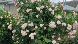 РОЗА БУКЕ ПАРФЕ. КАК ВЫРАСТИТЬ КУСТ 2х3м