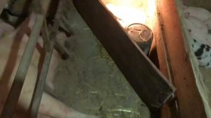СВИНОМАТКА БРОСАЕТСЯ НА ПОРОСЯТ ВО ВРЕМЯ ОПОРОСА// Плановый опорос