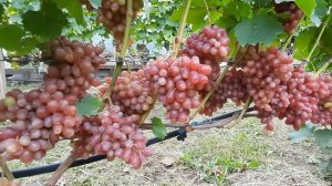 Сорт винограда  Подарок Никополю на 20.08.21