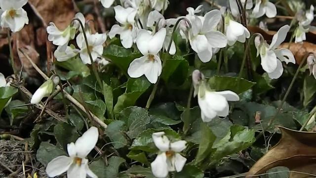 Viola odorata Alba смотреть онлайн