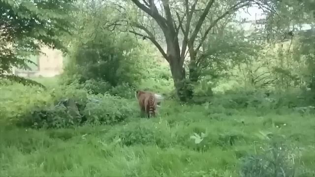 Scariest Big Cat Encounters of All Time Caught on Camera for over 1 Hour смотреть онлайн