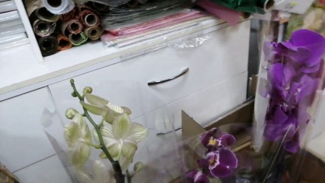 Изумительная, неожиданная новинка! И яркое шоу орхидей! смотреть онлайн