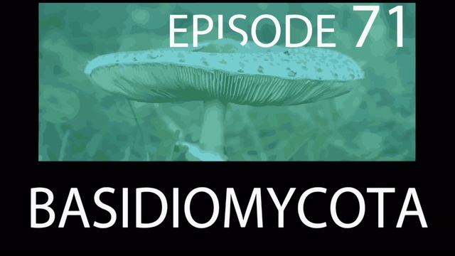 Episode 71 - Basidiomycota смотреть онлайн