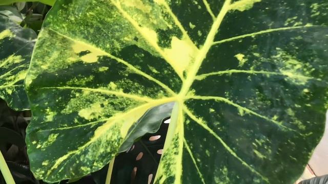 เพชรเจ็ดสี งดงามนามมงคล Alocasia New Guinea Gold смотреть онлайн