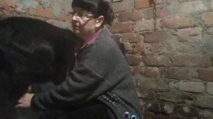 #козы#как подоить козу# если она не стоит.