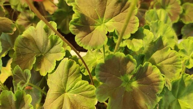 Пеларгония Черный Бархат из семян смотреть онлайн